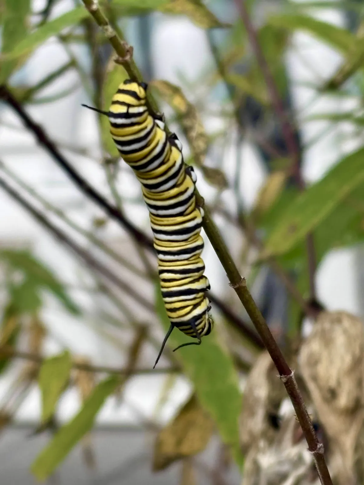 Monarch Caterpillar